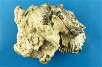 藏品(棘冠螺)的圖片